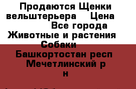 Продаются Щенки вельштерьера  › Цена ­ 27 000 - Все города Животные и растения » Собаки   . Башкортостан респ.,Мечетлинский р-н